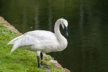 Swan by lake