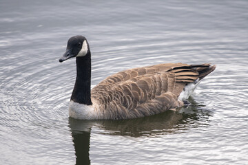canadian goose swimming in water
