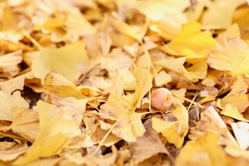 地面に落ちているギンナン