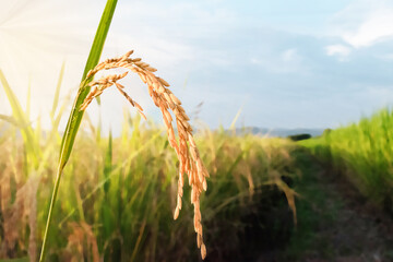 Rice field, close up yellow rice seed ripe and green leaves and cloudy on nature background.