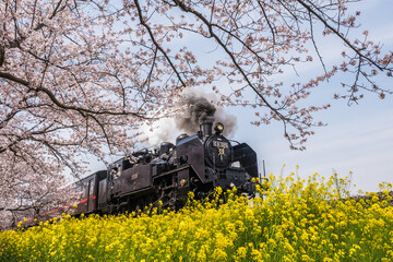 桜と菜の花と機関車