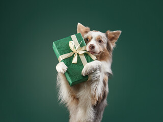 Happy dog is holding a gift. Funny Border collie on a green background.