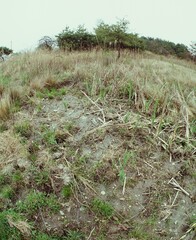 枯れた草原