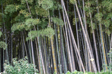 Bamboo trees close-up. Natural background