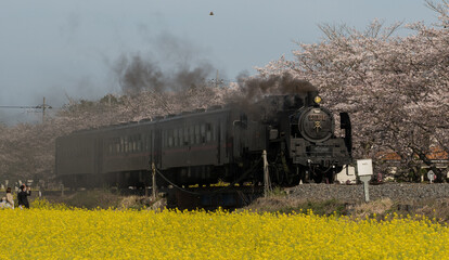 菜の花畑と桜と機関車