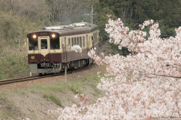 Fototapeta premium 桜の舞うローカル列車
