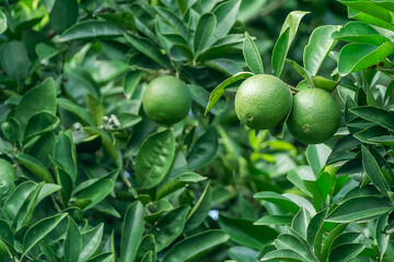 Close-up of green ripening tangerines on a tree. Ripening of citrus fruits