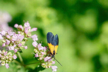 Black-and-yellow Lichen Moth nectaring on mint
