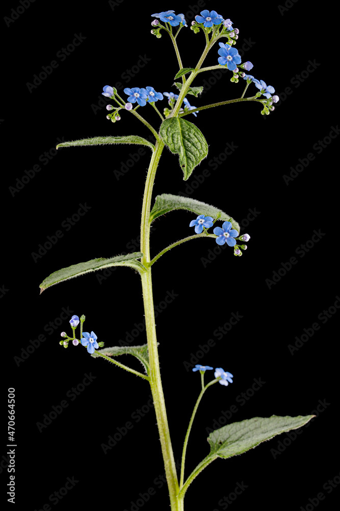 Wall mural blue flowers of brunnera, forget-me-not, myosotis, isolated on black background