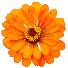 Orange flower of zinnia, isolated on white background - 470664504