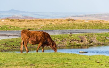 Wild Cows over Sharpitor in autumn colours, Dartmoor National Park, Devon, England, Europe