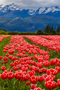 Campo de Tulipanes Trevelin