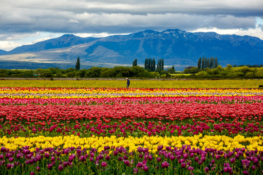 Campo De Tulipanes Trevelin