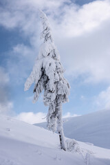 Winter mountain landscape. Tree on a mountain slope covered with a layer of snow.