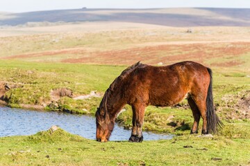 Wild horses over Sharpitor in autumn colours, Dartmoor National Park, Devon, England, Europe
