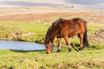 Wild horses over Sharpitor in autumn colours, Dartmoor National Park, Devon, England, Europe