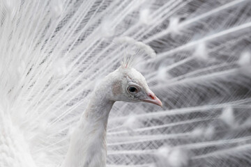 portrait of a peacock bird in white close-up