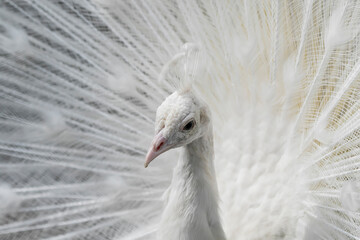 beautiful portrait of a peacock bird in white close-up