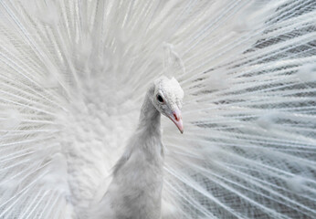 beautiful portrait of a peacock bird in white close-up