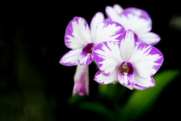 Beautiful purple and white orchid flowers on nature greenery bokeh background