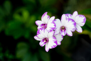 Fototapeta premium Beautiful purple and white orchid flowers on nature greenery bokeh background