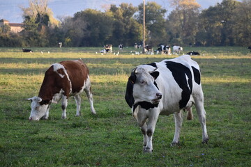 Fototapeta na wymiar Le pré des vaches