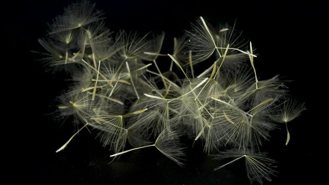 Tragopogon dubius seeds, common name Yellow Salsify, Yellow Goatsbeard, Western Salsify, Wild Oysterplant, on white blackgorund