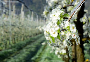 Birnenbaumblüten unter einer Eisschicht nach der Frostberegnung in der Nacht - Frostschutz der...