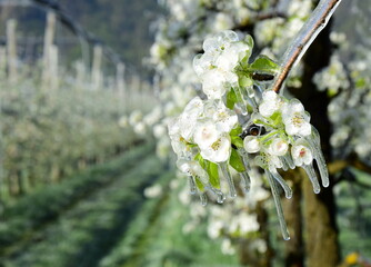 Birnenbaumblüten unter einer Eisschicht nach der Frostberegnung in der Nacht - Lana bei Meran in...