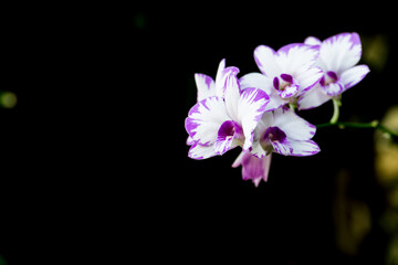 Naklejka na ściany i meble Beautiful purple and white orchid flowers on nature green bokeh background