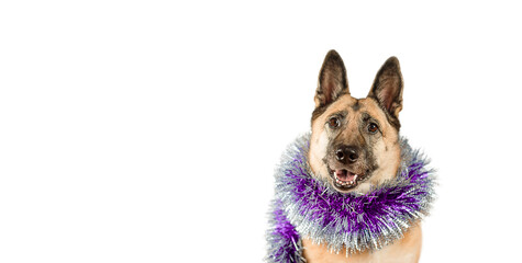 large red shepherd dog wrapped in Christmas tinsel on a white background
