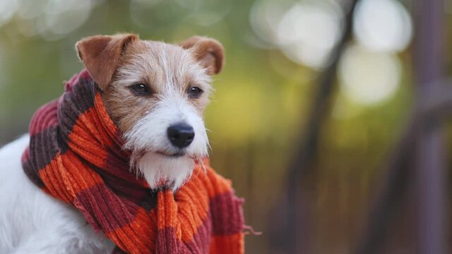 Happy cute pet dog wearing a scarf, listening and licking mouth. Flu, cold winter concept.