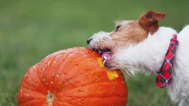 Cute funny pet dog puppy chewing, eating a pumpkin. Happy thanksgiving concept.