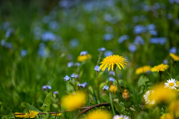 Wiosenna łąka pokryta mniszkiem lekarskim i niezapominajkami. Kolory zielony, żółty i...