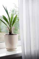 Potted young date palm plant on the windowsill in the room