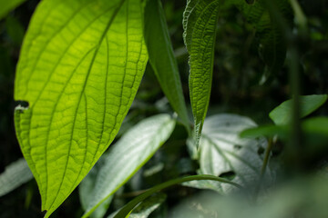 green leaves in tropical vegetation