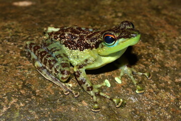Black-spotted Rock Frog (Staurois guttatus) in natural habitat, Brunei, Borneo