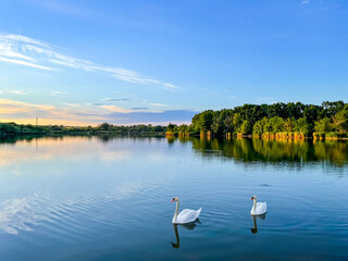 two beautiful swans in a quiet peaceful lake
