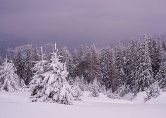 Snow-covered trees. Winter landscape.