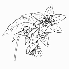 Sketch Floral Botany. Deutzia flower drawings. Black and white with line art on white backgrounds. Vector Hand Drawn Botanical Illustrations.