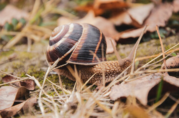 snail on a leaf