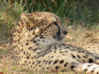 チーター