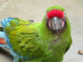 ヒワコンゴウインコ