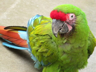 ヒワコンゴウインコ