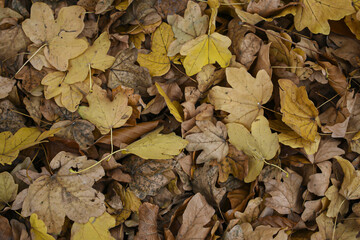 Autumn leaves on the ground wallpaper