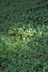 Obraz na płótnie Canvas Green Plant, wild plant, leaf