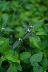 Green Plant, wild plant, leaf