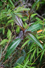 Green Plant, wild plant, leaf
