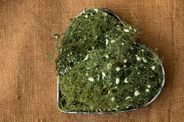 Metal heart with fresh lichen