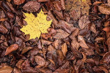 Full frame shot of brown autumn leaves and on yellow maple leaf